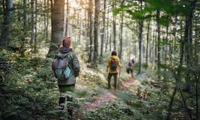 How Nature Walks Improve Your Memory