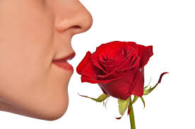 The Science of Scent: How Smells Heal the Body