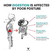 How Poor Posture Affects Your Digestive Health
