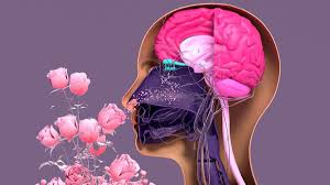 The Science of Scent: How Smells Heal the Body